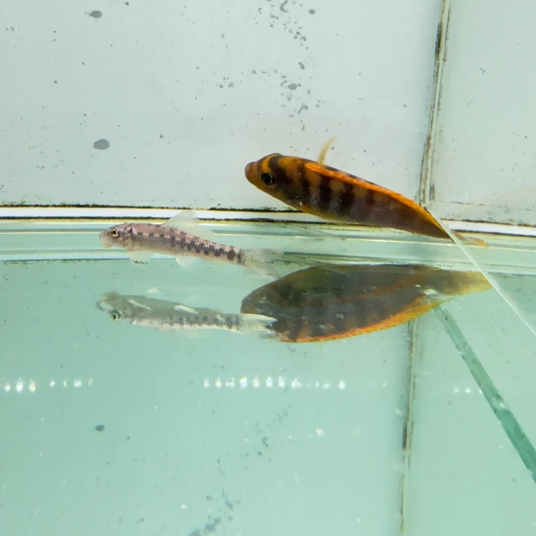 大***么海水1058红鸡。