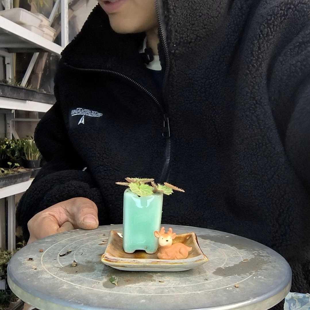 ?*小盆景小植物一物一拍33