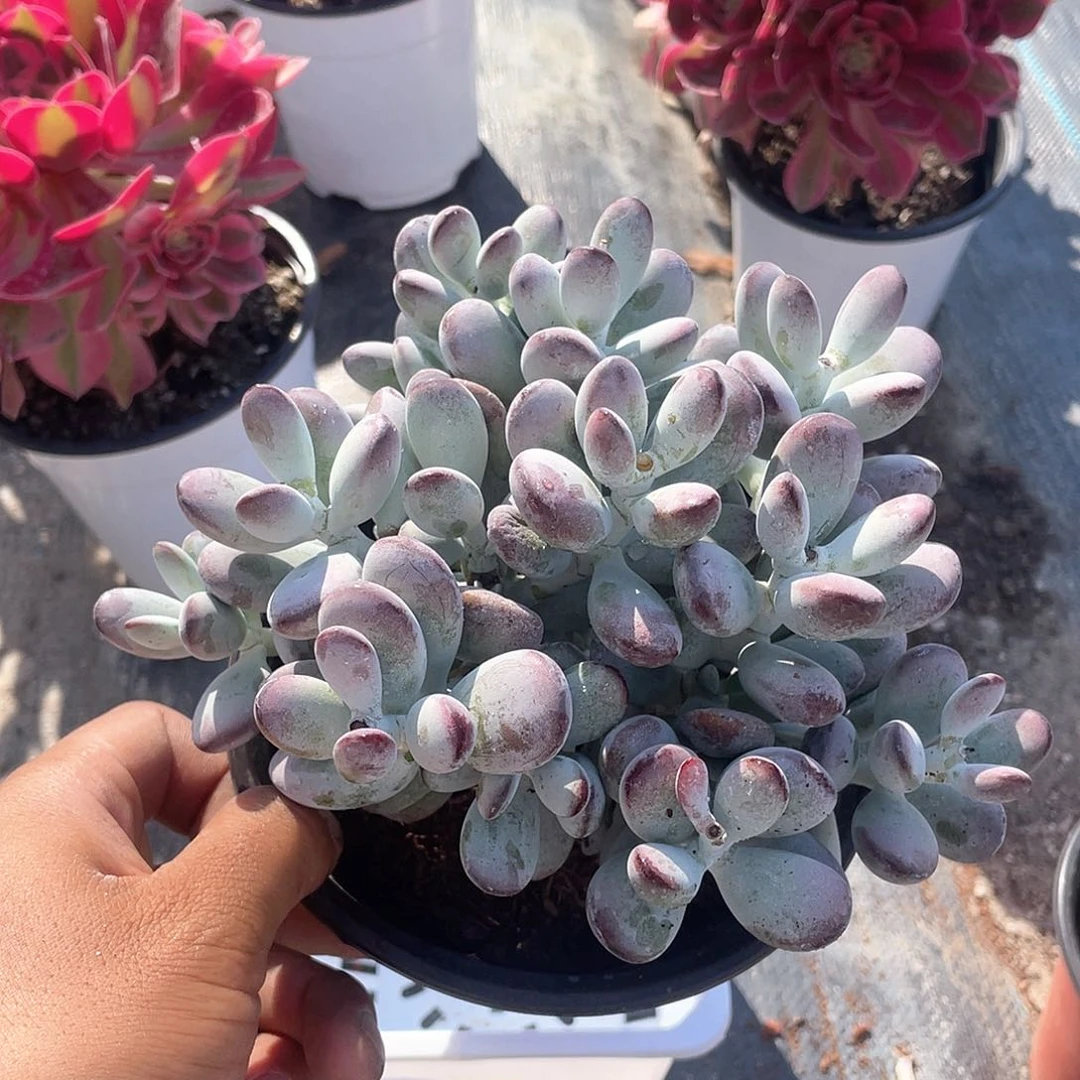 大课泡泡福娘带盆发货