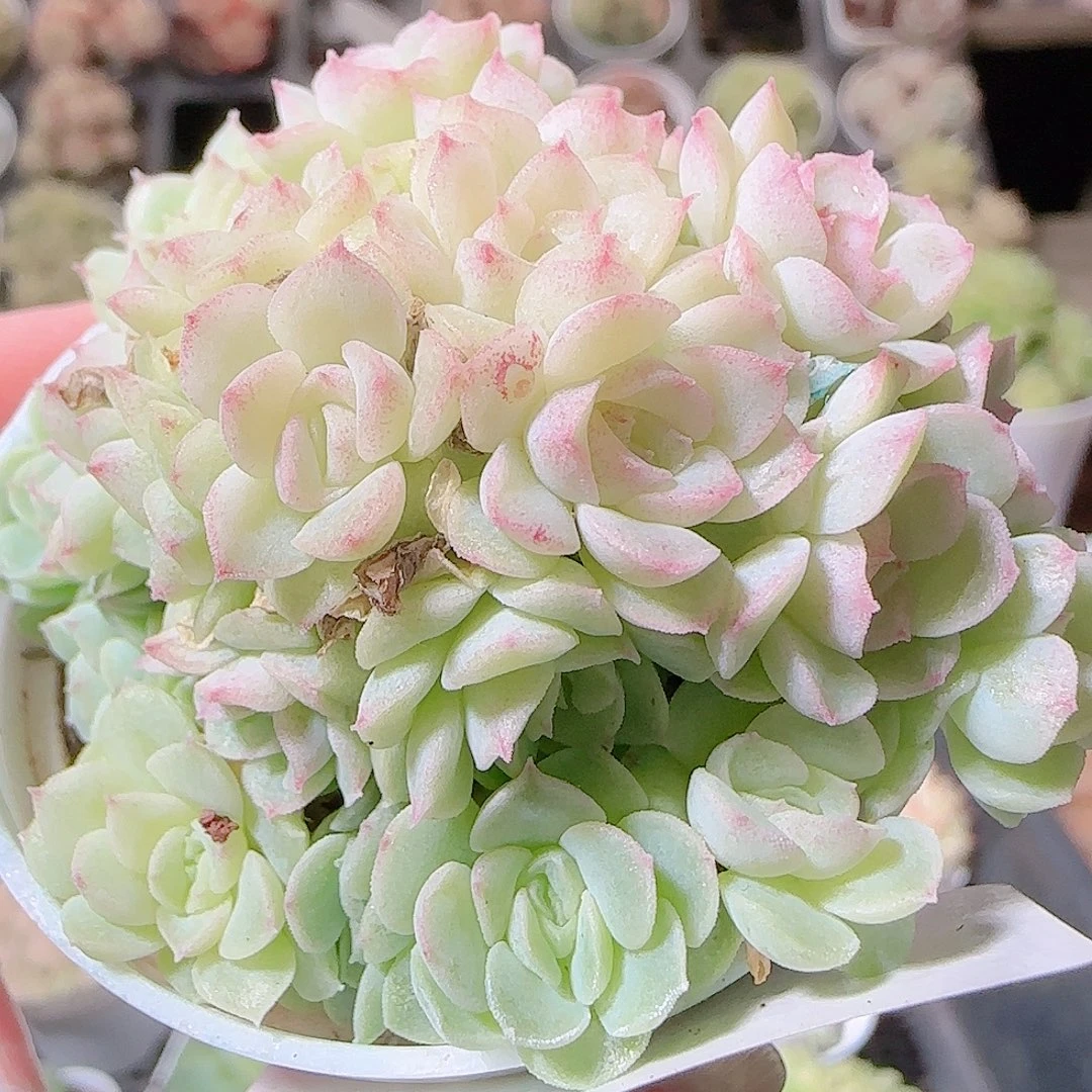 花语逸镜1119-57散