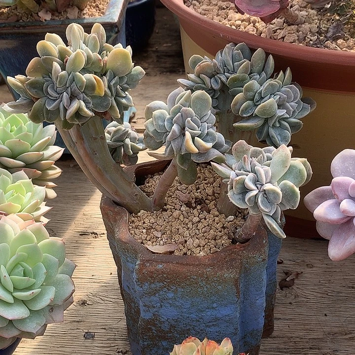 哈里玫瑰缀化老桩