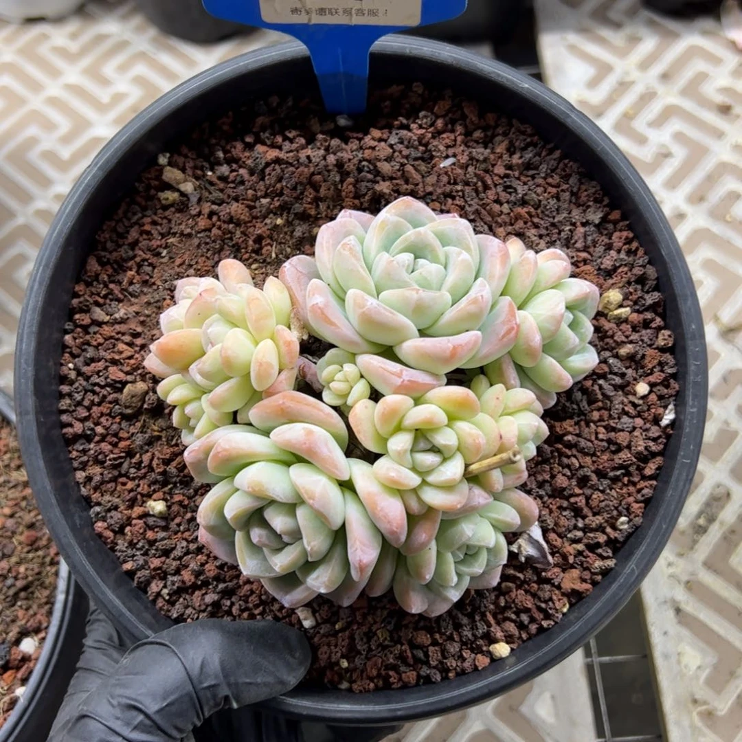 红陶刘*白80号多肉植物