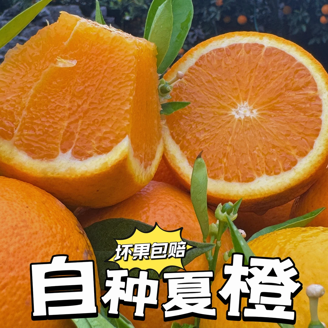 江永县【自种夏橙】橙香浓郁果园现摘直发新鲜应季待客水果橙子