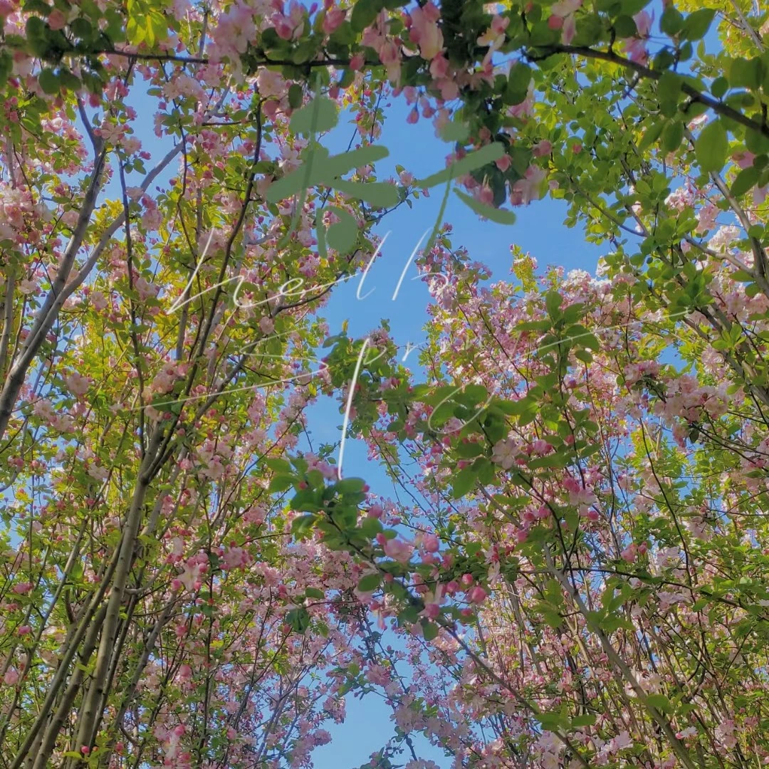 精品老北京西府海棠