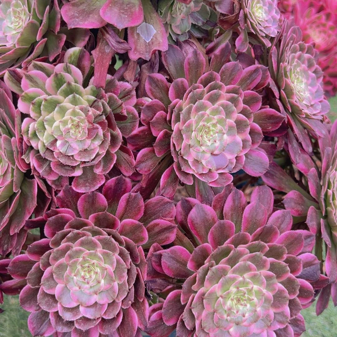 231，多肉植物法师