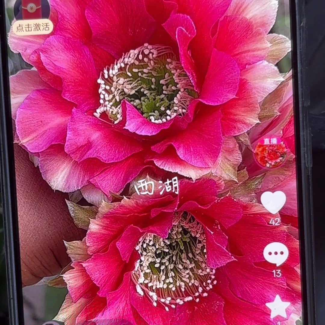 38号彩侧牙20包邮仙人球45公分