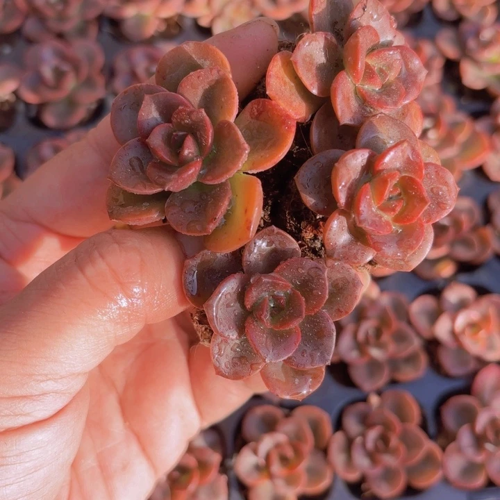 摇**手巧克力穴盘105颗精品多肉