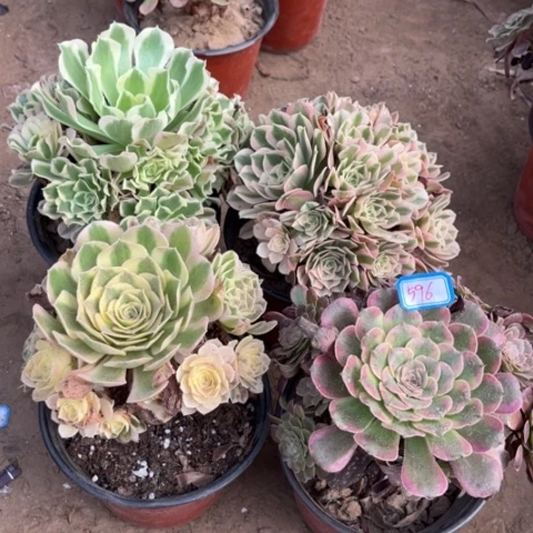 596多肉植物组合，