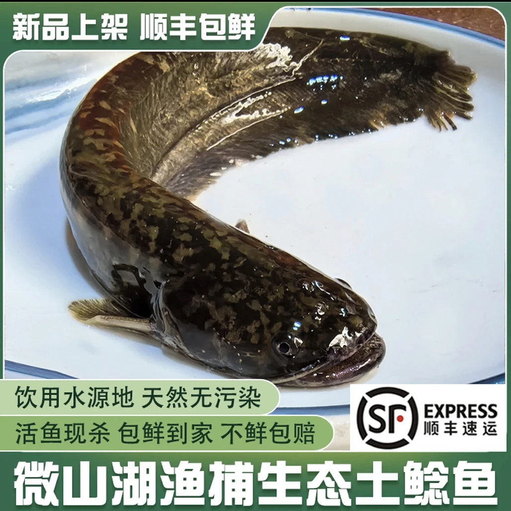 微山湖纯野生鲶鱼