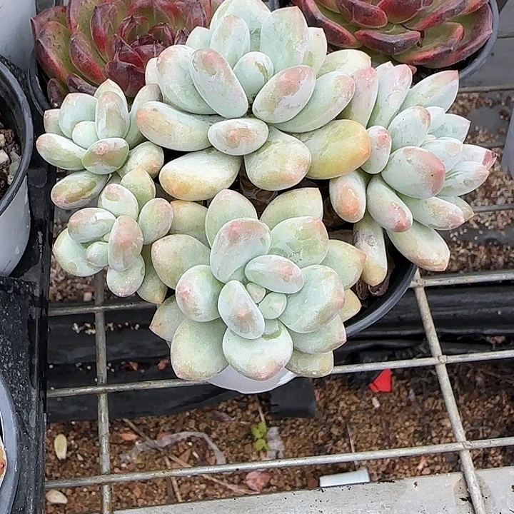 青蛙王子儿童牙膏1110