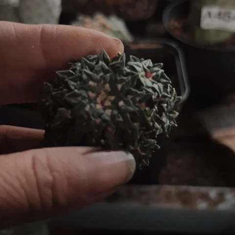 当前无花栽培后可以开花477仙人球