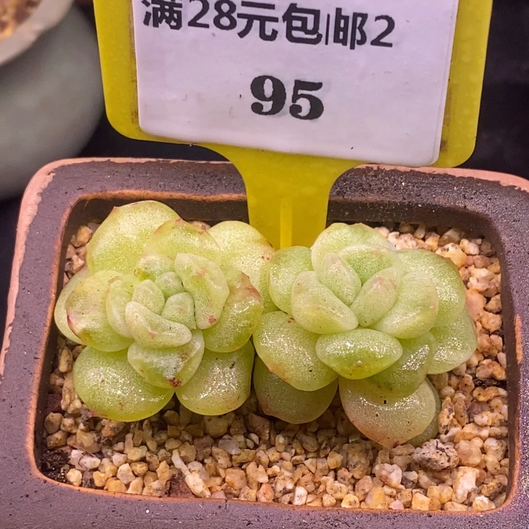 295.精控冰玉石化趴地