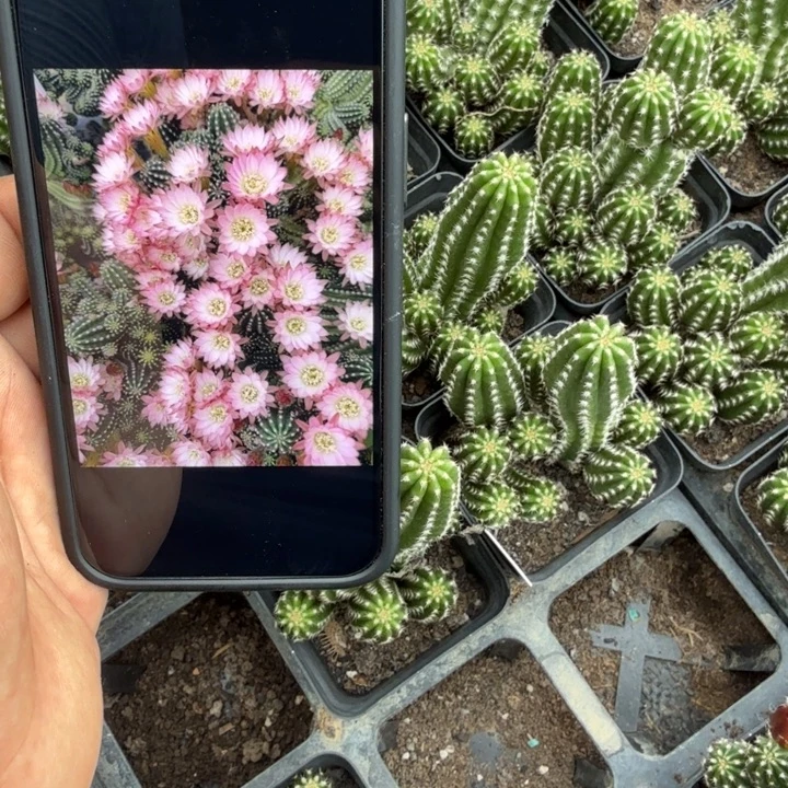 白檀仙人掌260群生