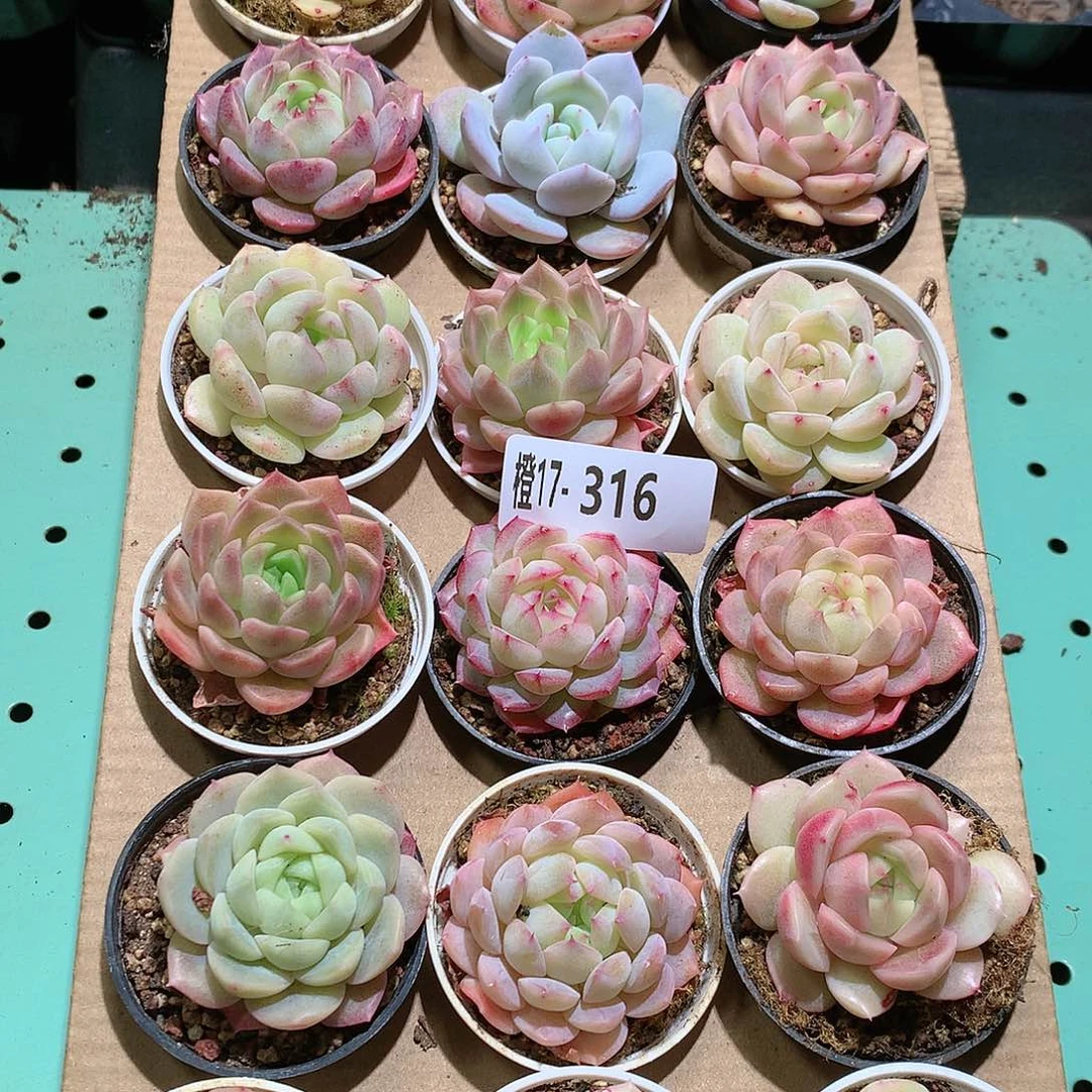 17-316一物一拍带盆18颗