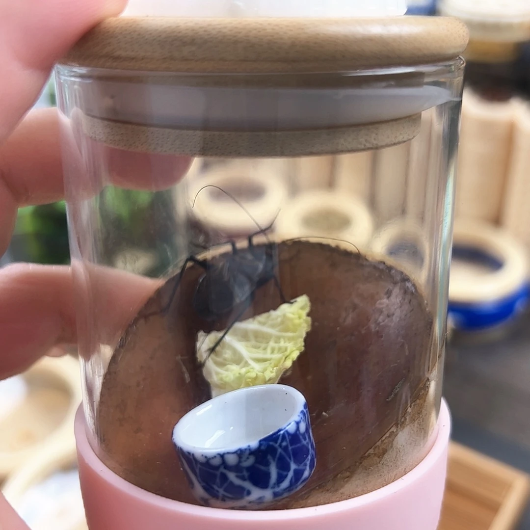 哈哈哈生态罐带麒麟