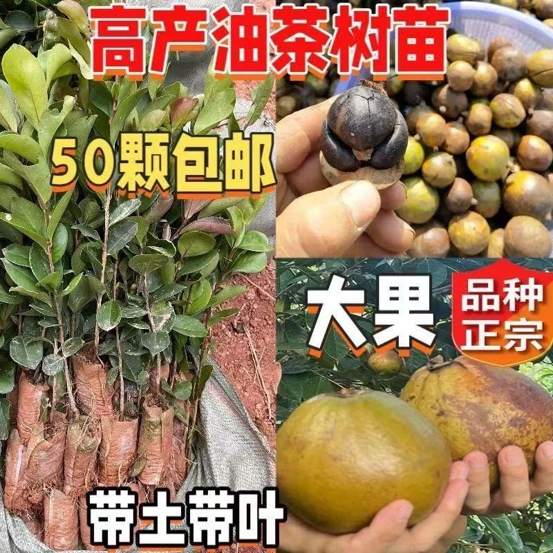 50棵油茶苗批发白花高产改良茶油苗杯苗营养袋现挖茶油树苗长林