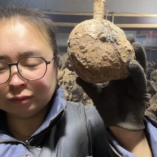 香榧木蚂*！火琉璃毛料摆件