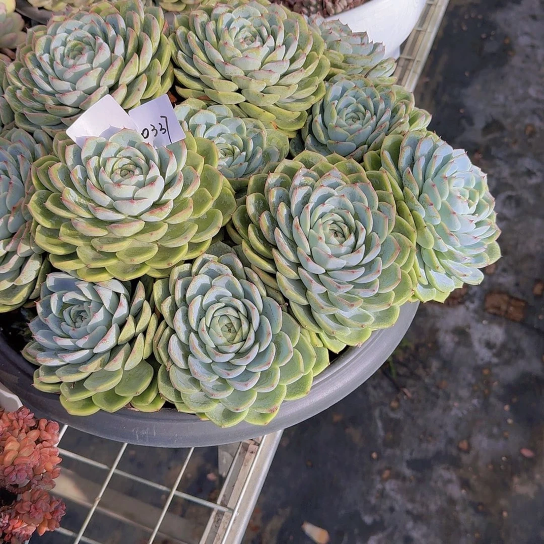 聆***、0337蓝水晶多肉植物