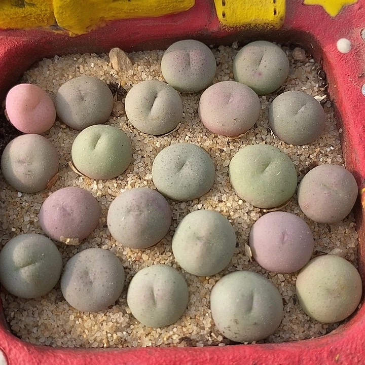 爱心小拳拳一颗