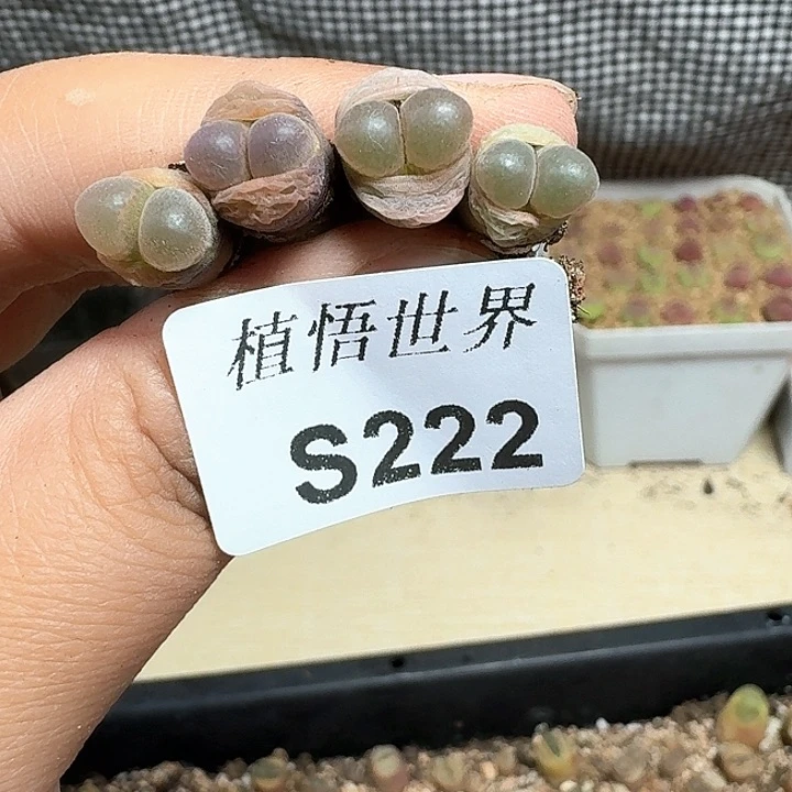 222号多肉植物哇f g