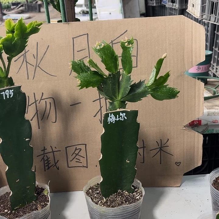 大***B当前无花朵，栽培后可花朵梅勒尔
