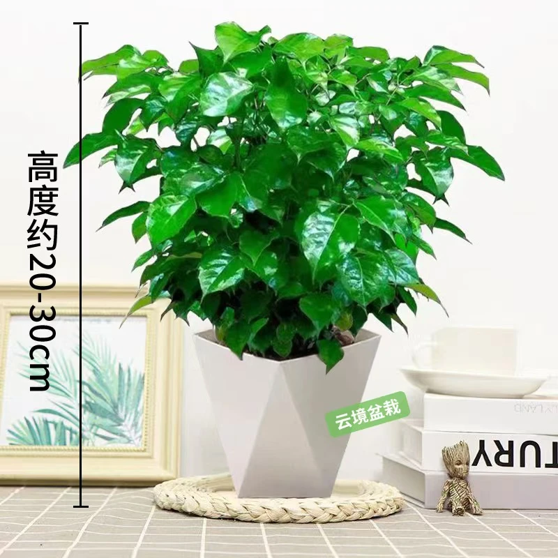 幸福树1【高20-30cm】绿植小盆栽室内客厅办公室四季常青净化空气