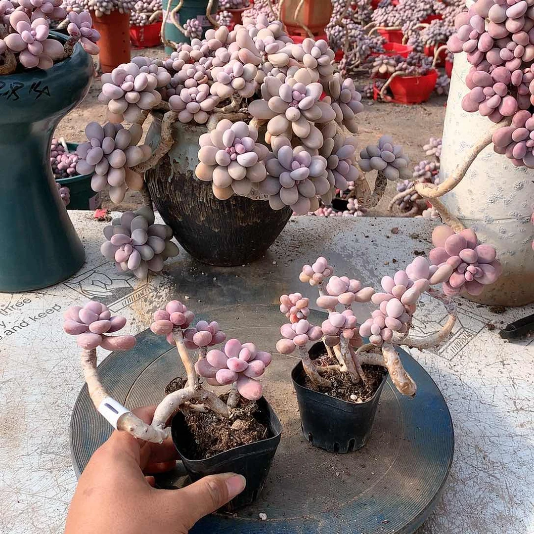 开播福利桃蛋两颗有砍