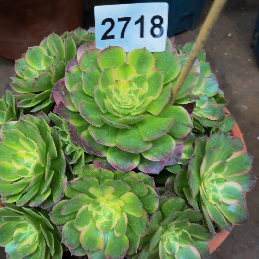 2718多肉植物海鲜