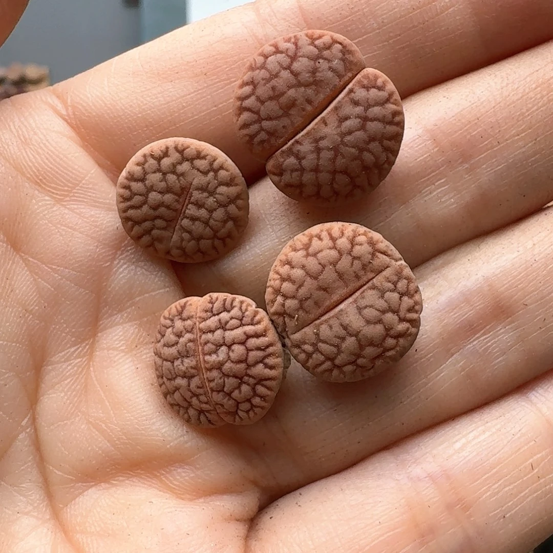 超***球23212清框特价拿铁曲蔫