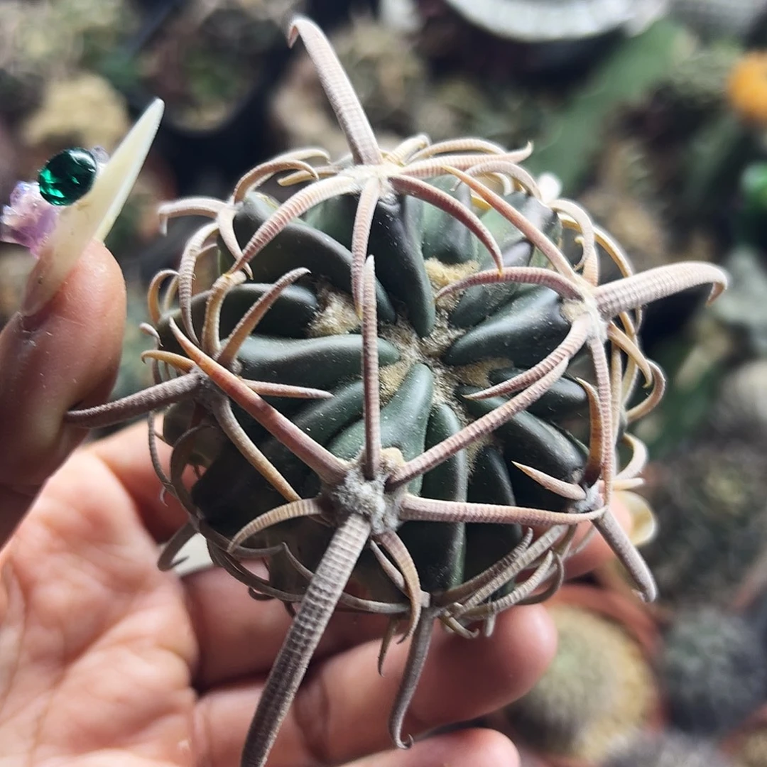 金刺武藏有根仙人球6666666