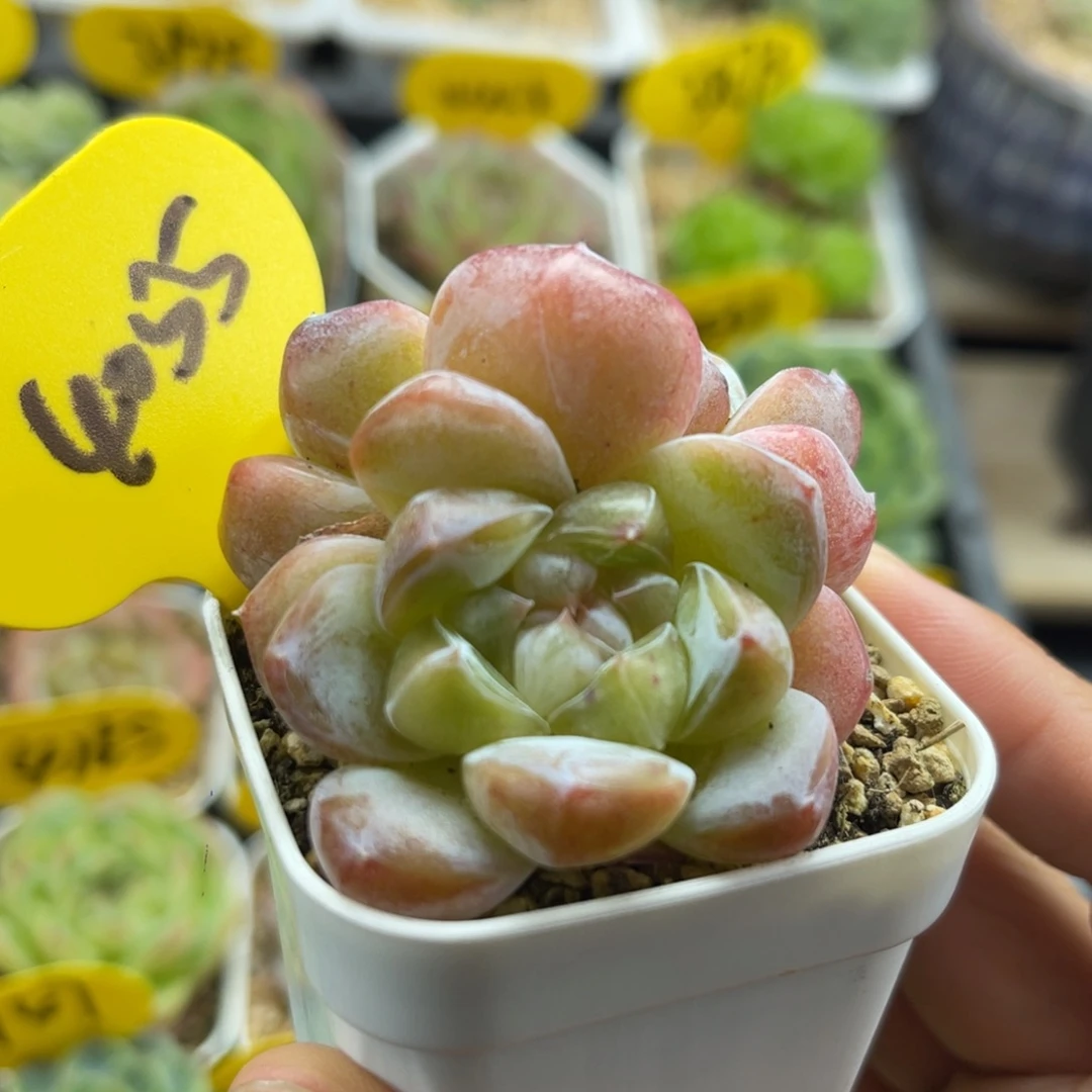玉簪珍妮双头4055