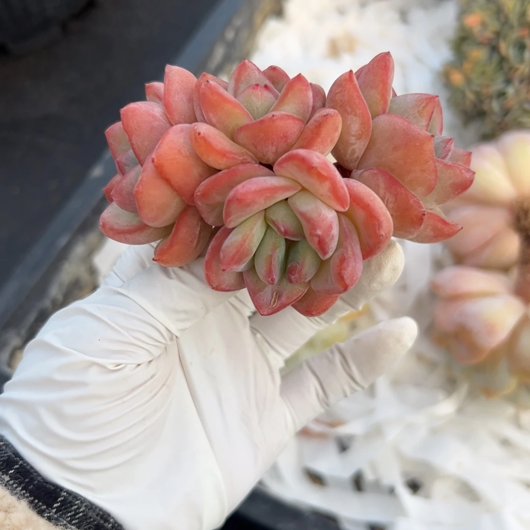 七***块泡芙朵朵多肉植物