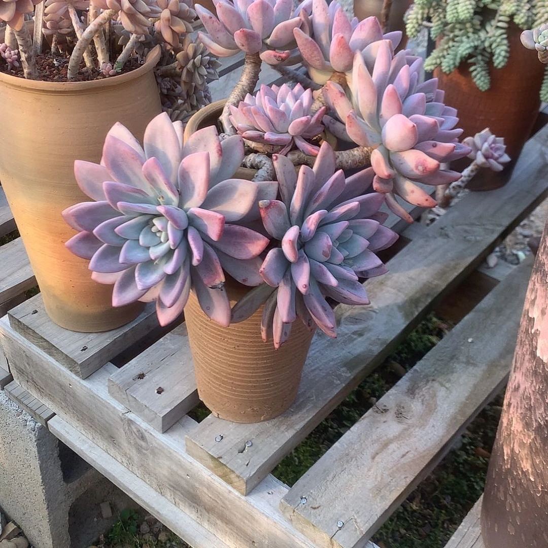 爱****人奥普多肉带盆