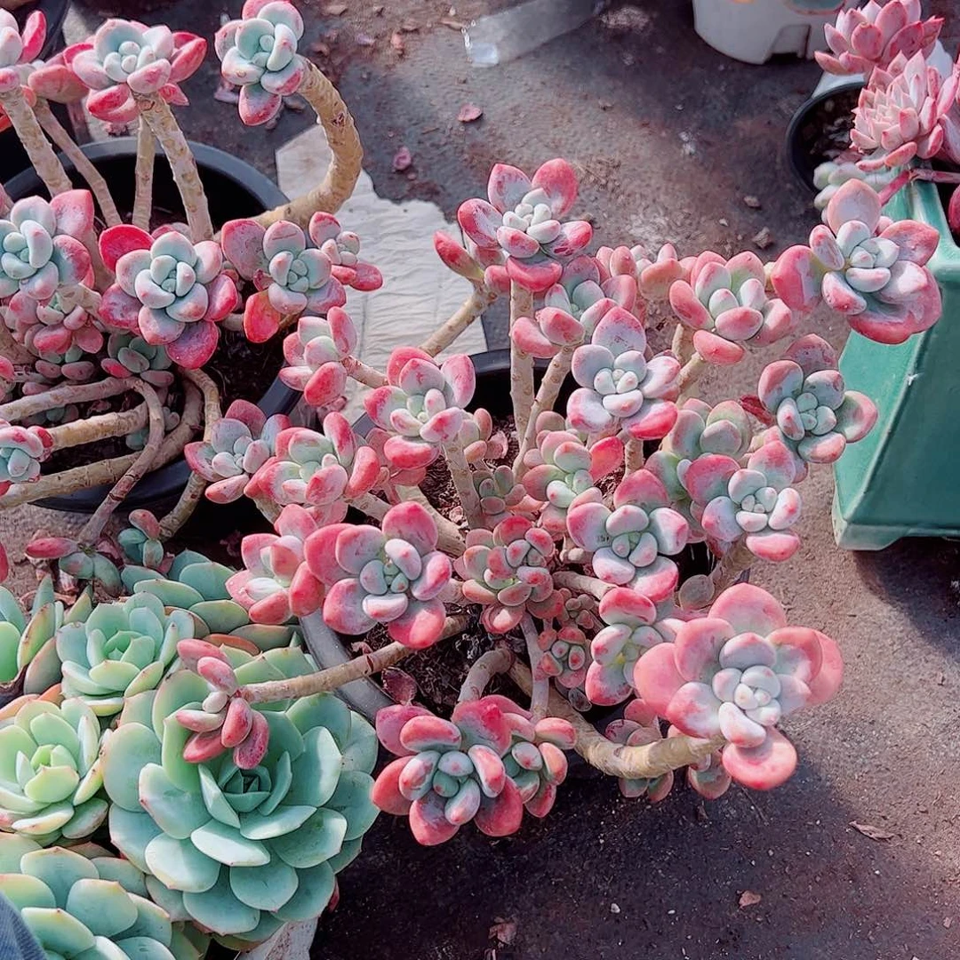 樱花红洛神多头群生老桩