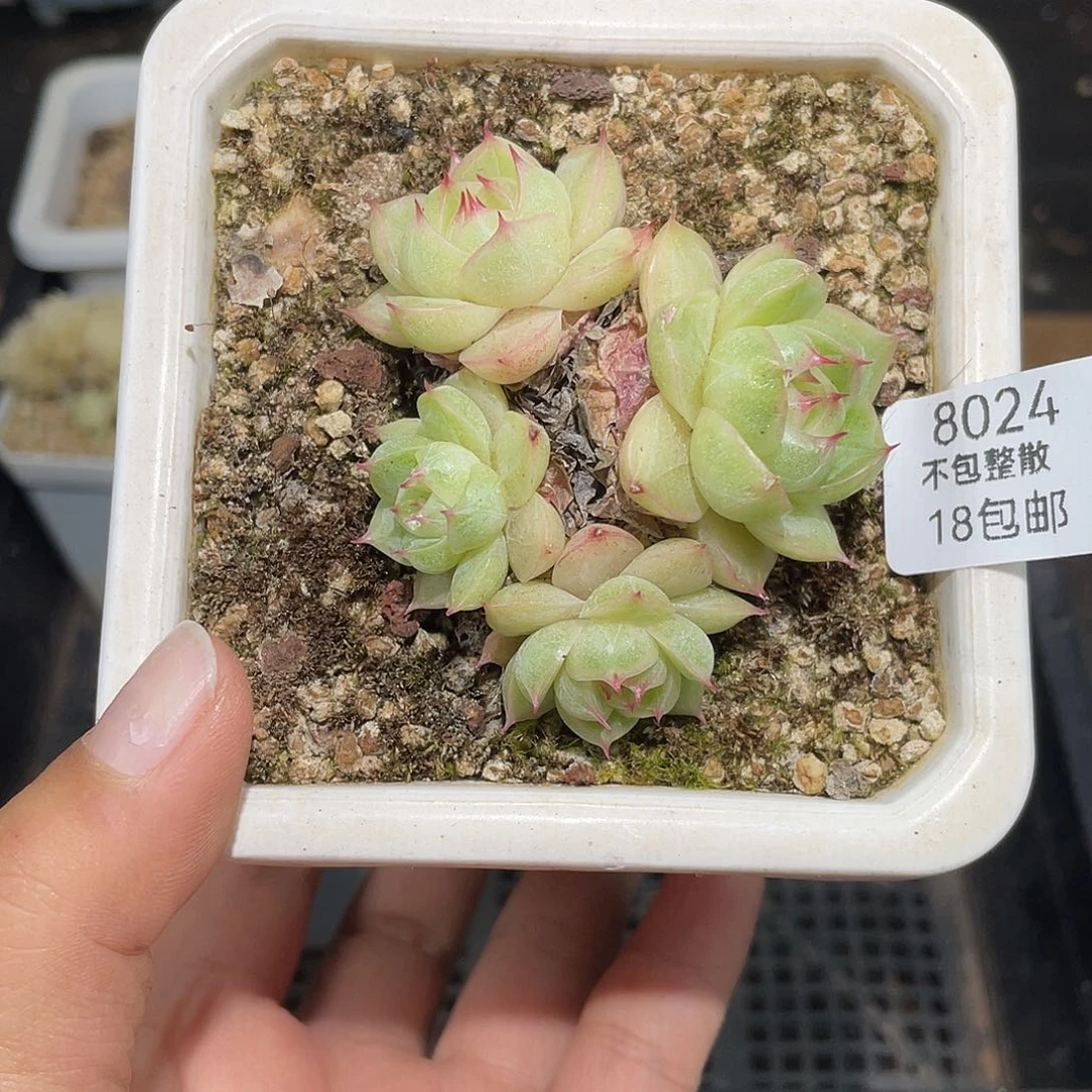 8024。 麦秆。不包整