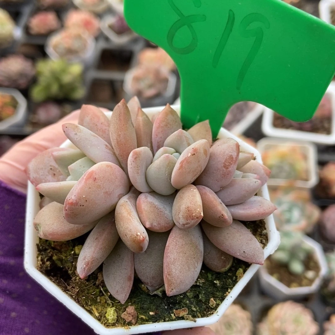 819红茶多肉植物保护