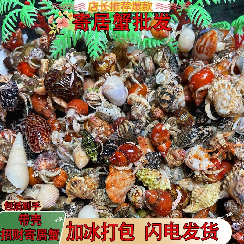 陆生寄居蟹观赏蟹入门宠物蟹新手活物蟹紫陆灰白深紫观赏蟹懒人