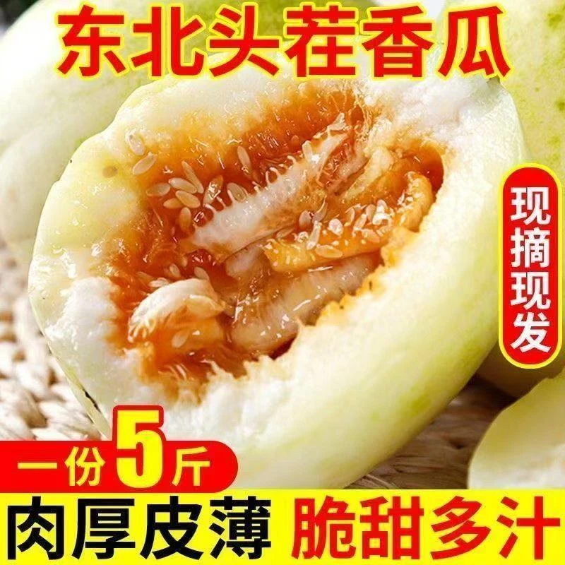 东北头茬新鲜香瓜自然清香甘甜可口当季水果