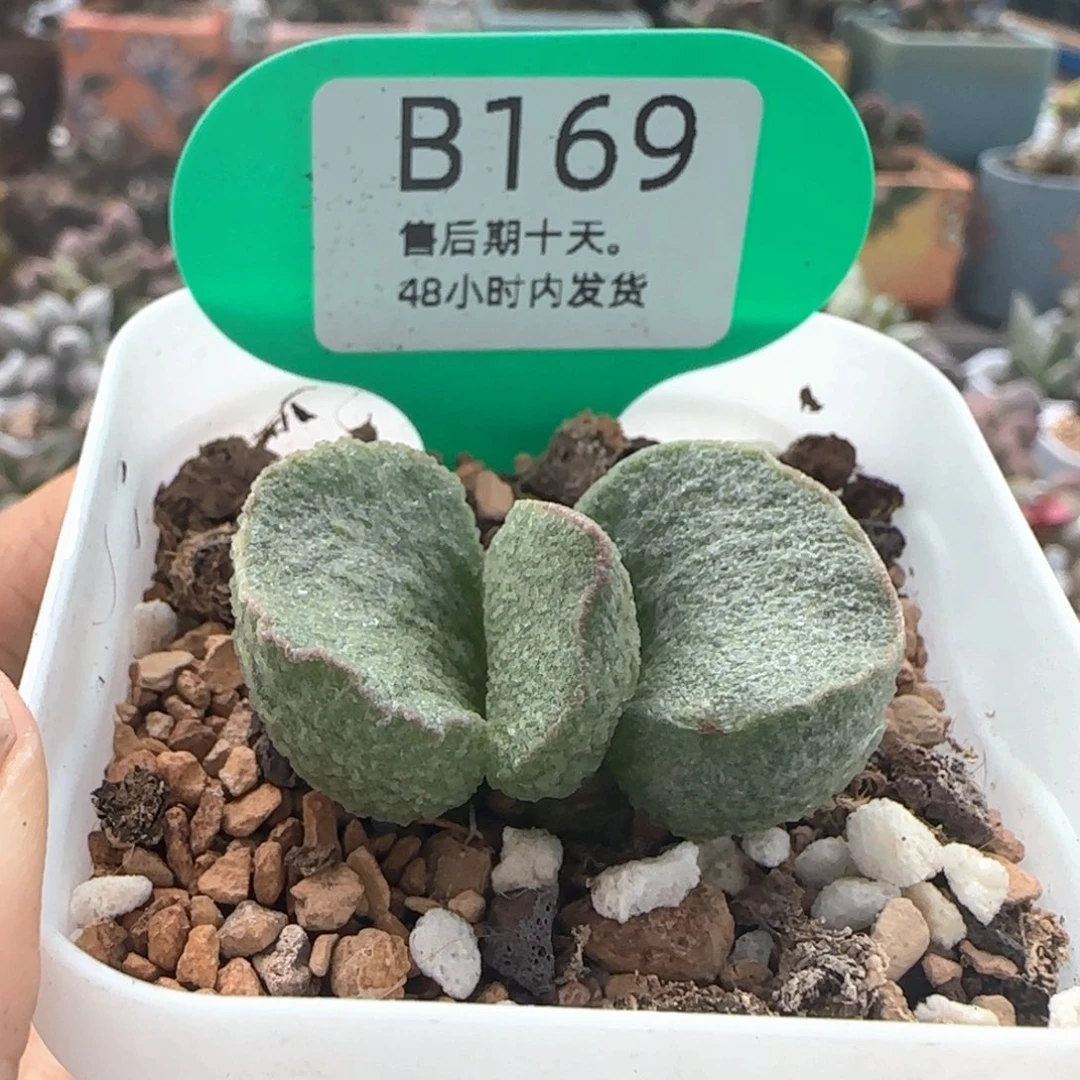 红唇。    169。