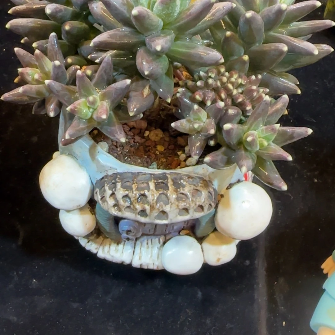 韩版乌拉克拉小树带缀