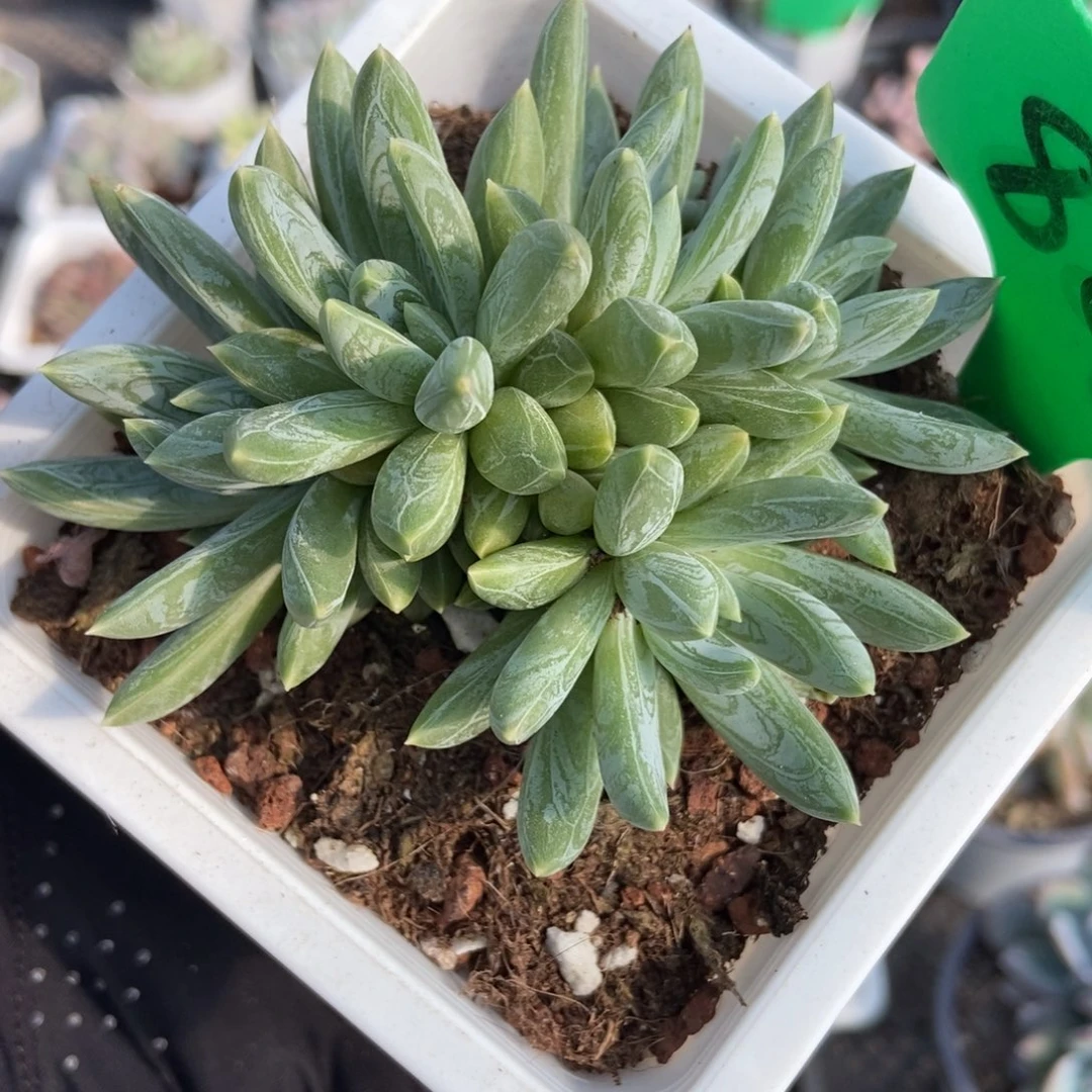 882炫彩星多肉植物