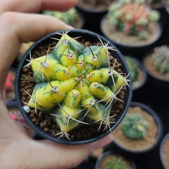 水晶猫眼侧芽自根带盆土发货