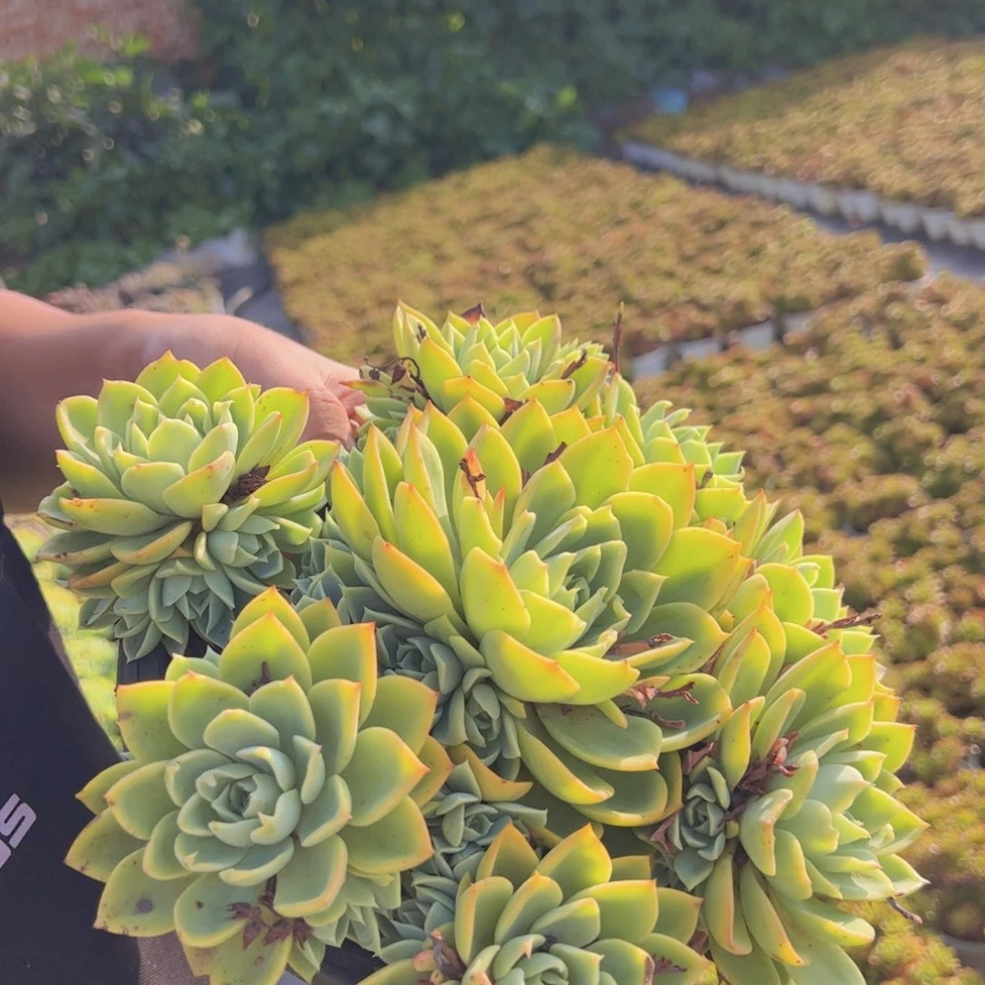 三色堇整装手捧，230杯