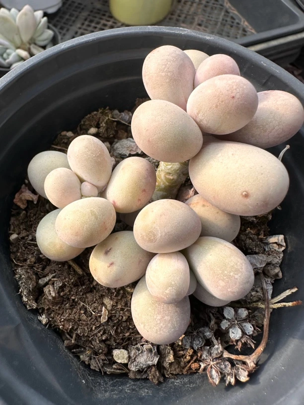 橙雪球12cm盆口云南昆明多肉植物基地