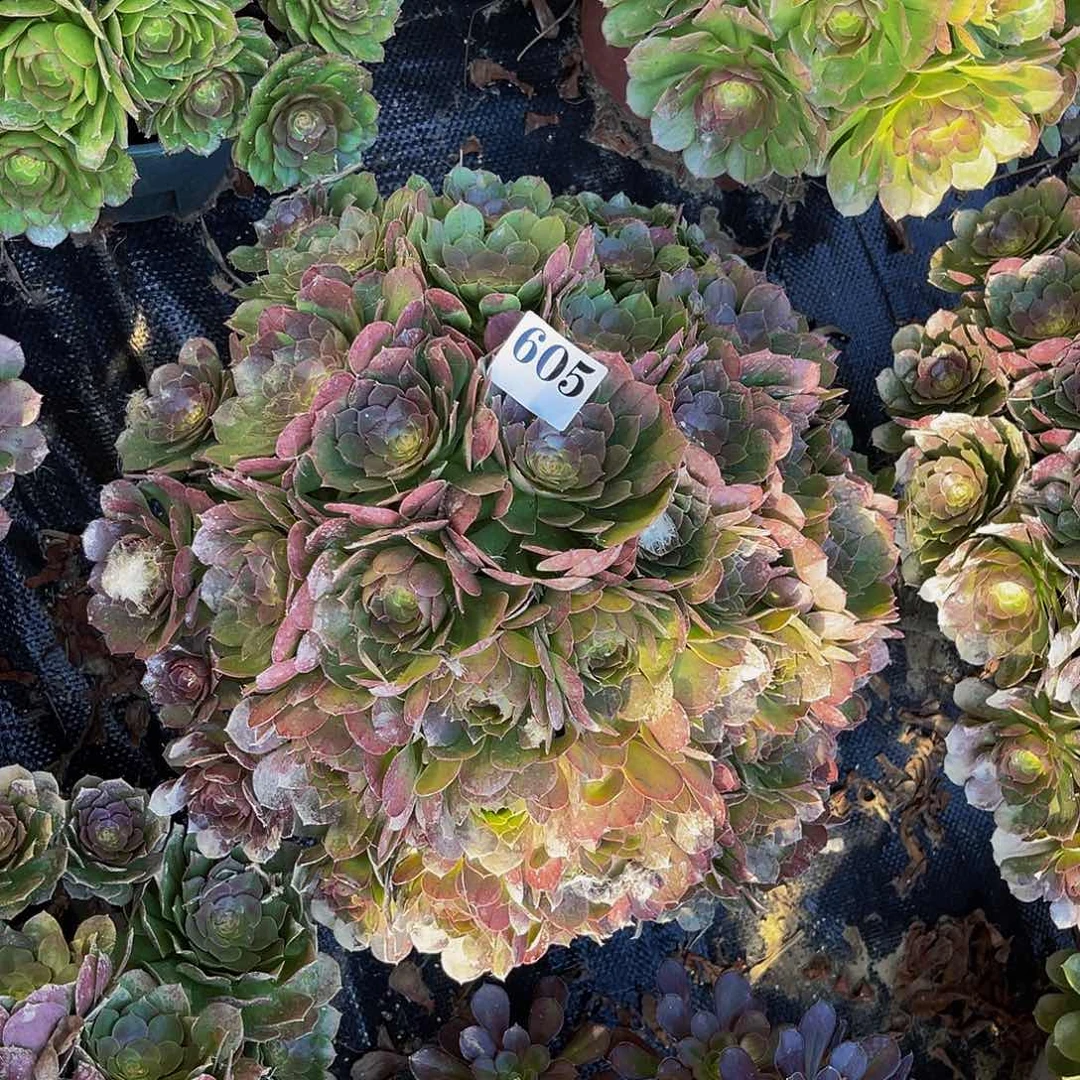 万圣节法师多肉1-10