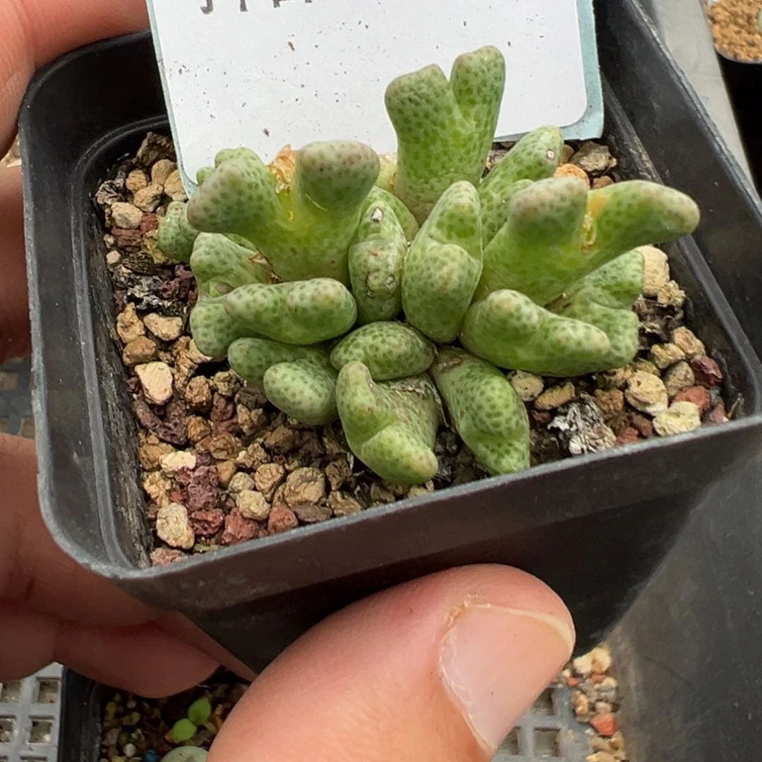 22-100鹿角斑马多肉植物