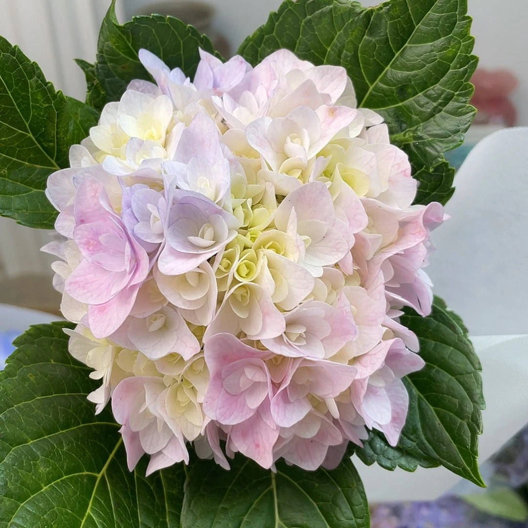 绣球切花一物一拍3枝包邮，158