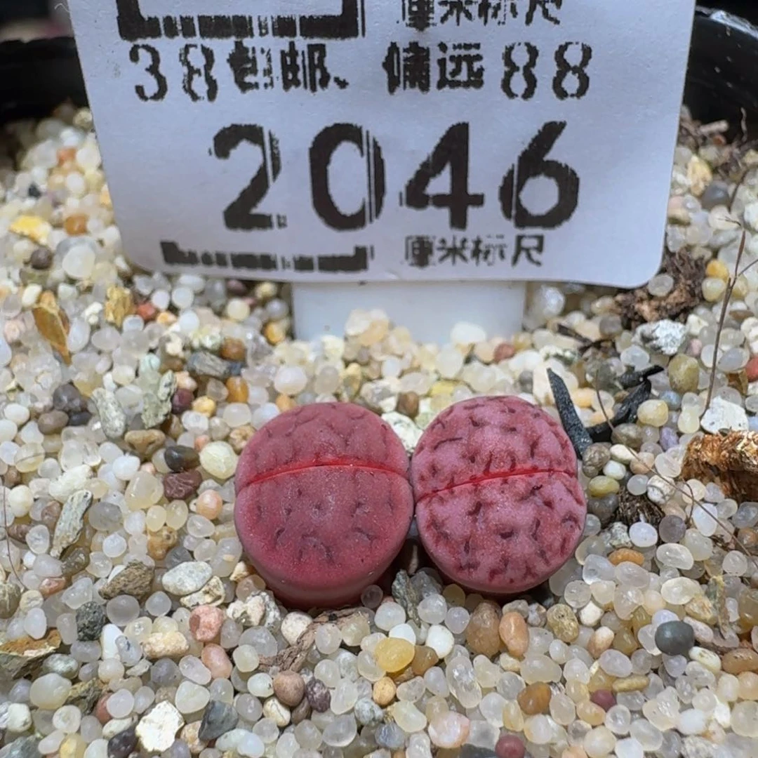 Ssss精品生石花2046
