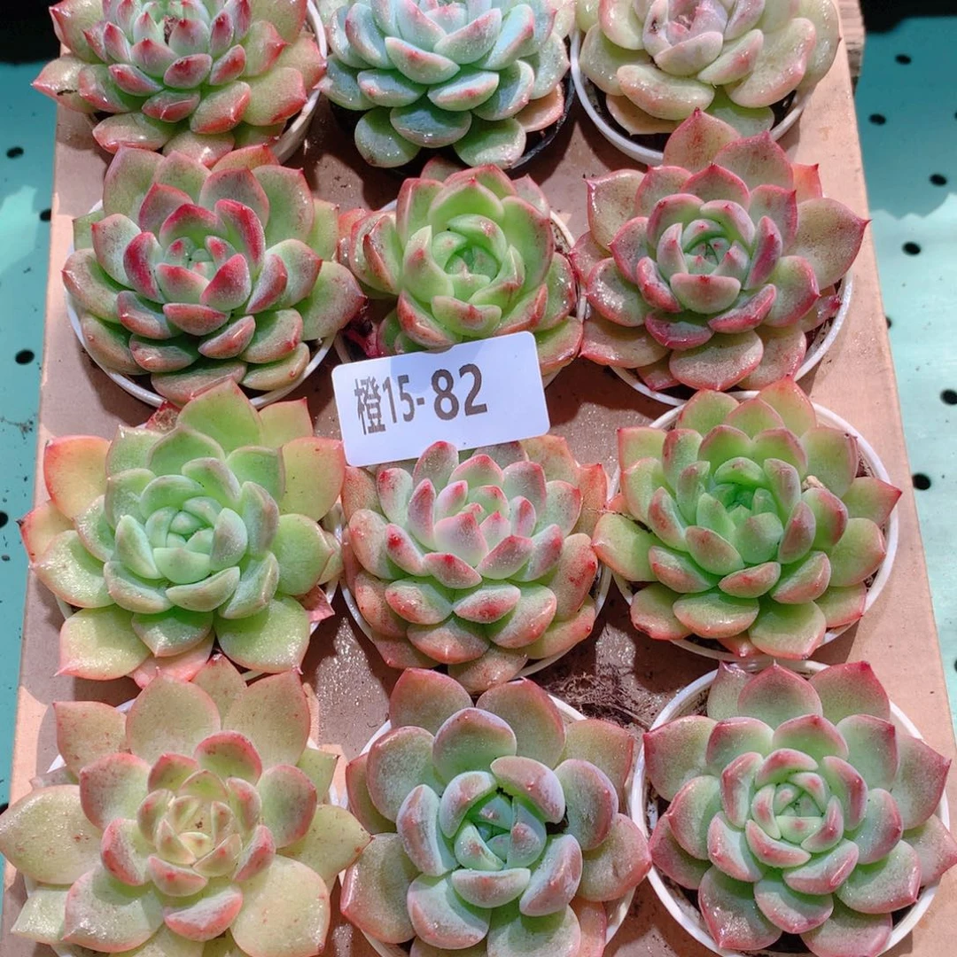 15-82一物一拍多肉带盆18颗