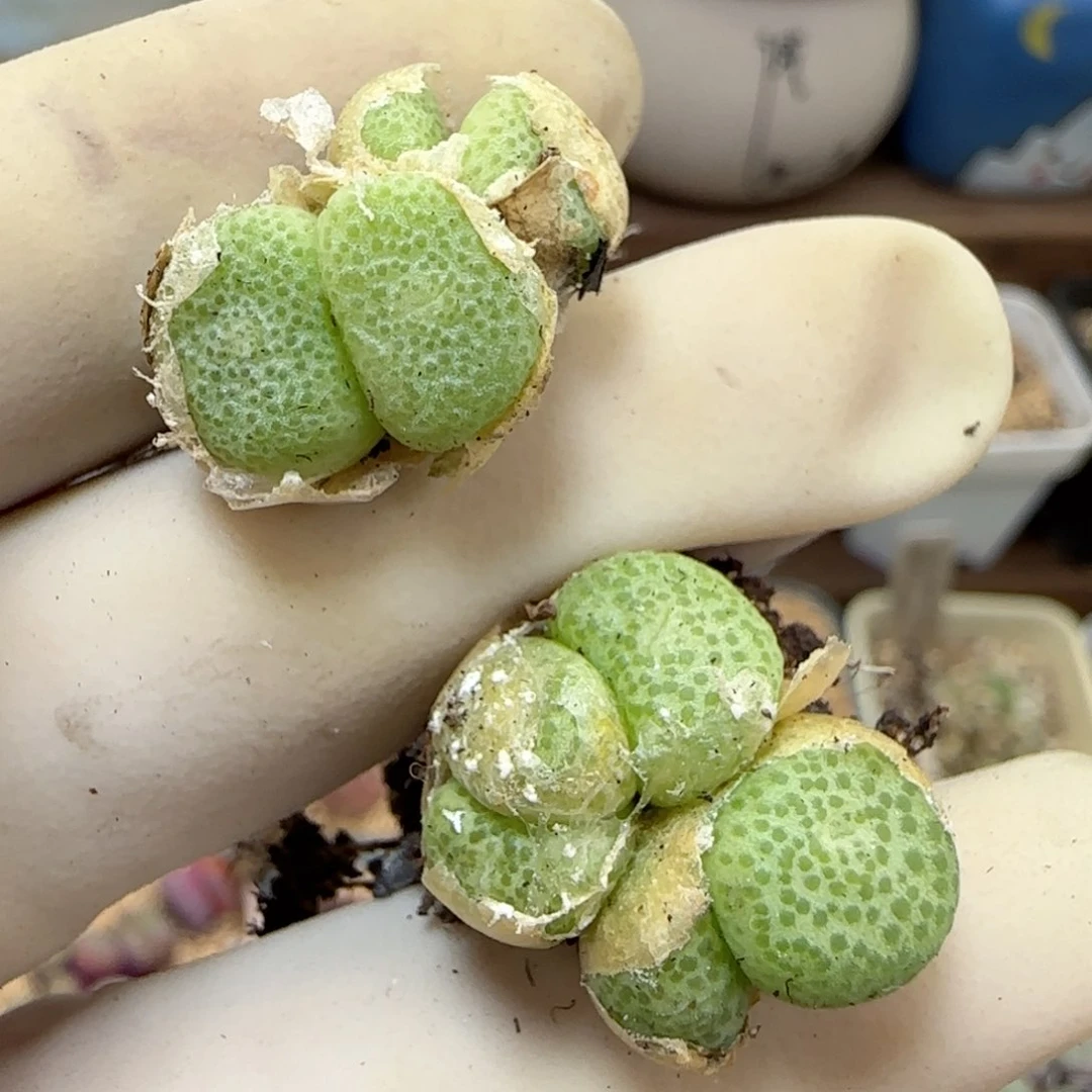 521园艺优选大青团